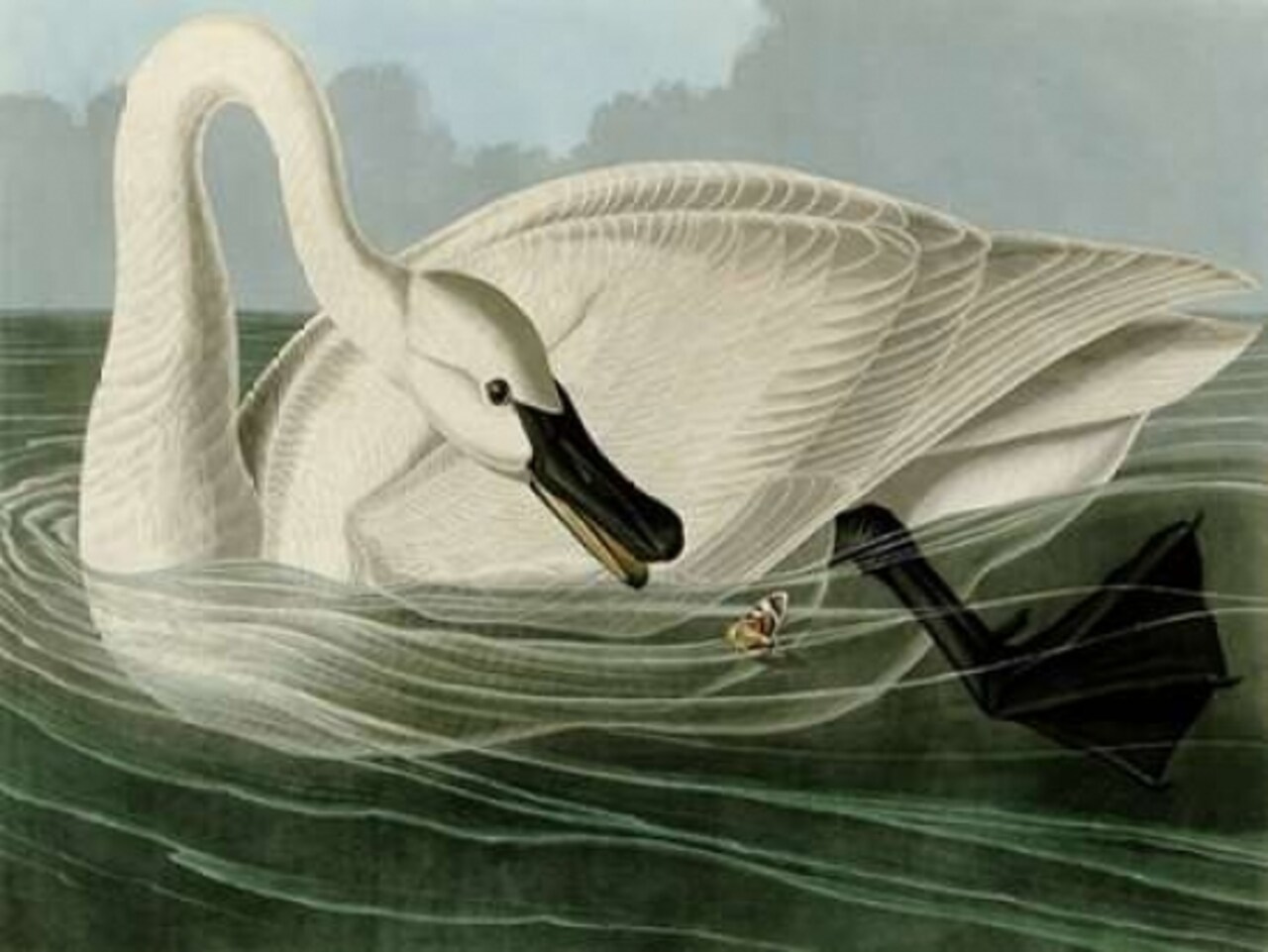 Trumpeter Swan Poster Print by John James Audubon - Item # VARPDX3AA2229